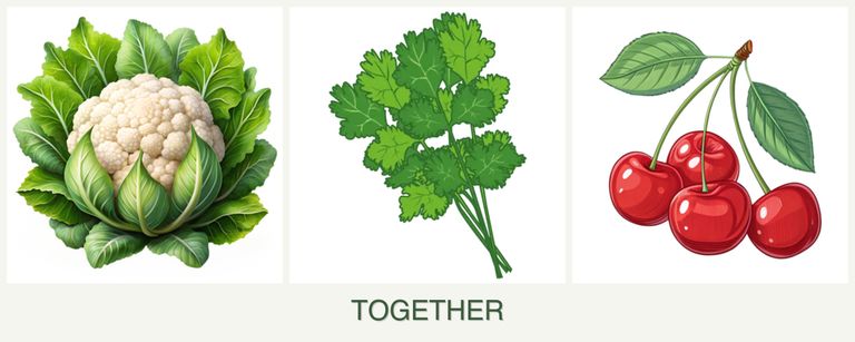 Can you plant cauliflower, cilantro and cherries together?