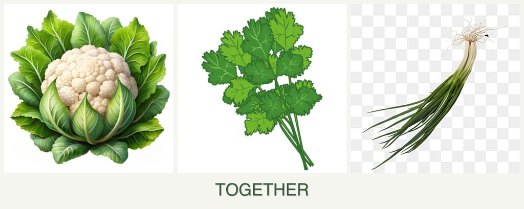 Can you plant cauliflower, cilantro and chives together?
