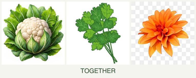 Can you plant cauliflower, cilantro and dahlias together?