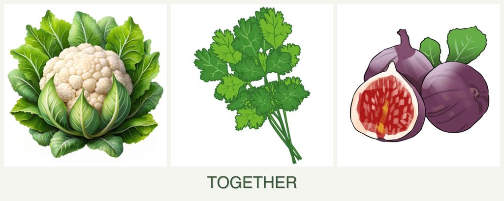 Can you plant cauliflower, cilantro and figs together?
