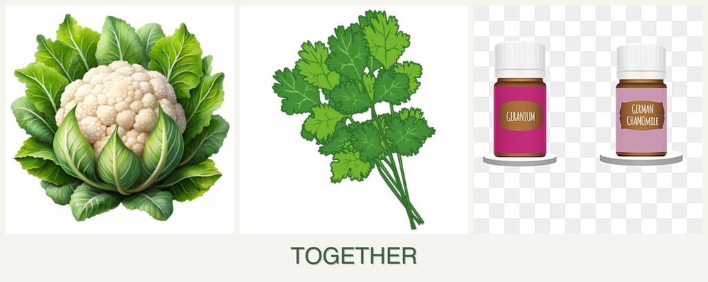 Can you plant cauliflower, cilantro and geraniums together?