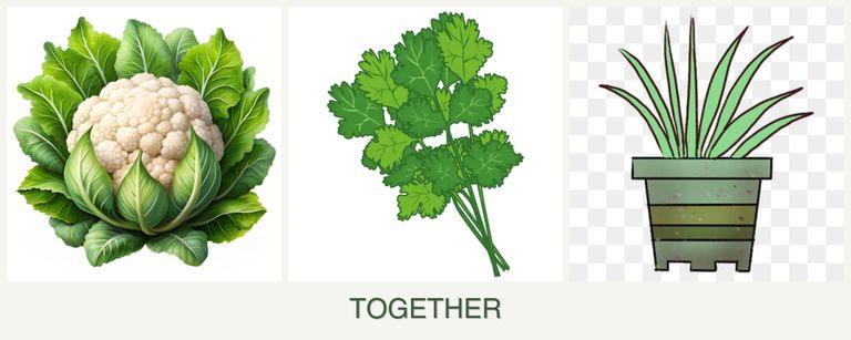Can you plant cauliflower, cilantro and lemongrass together?