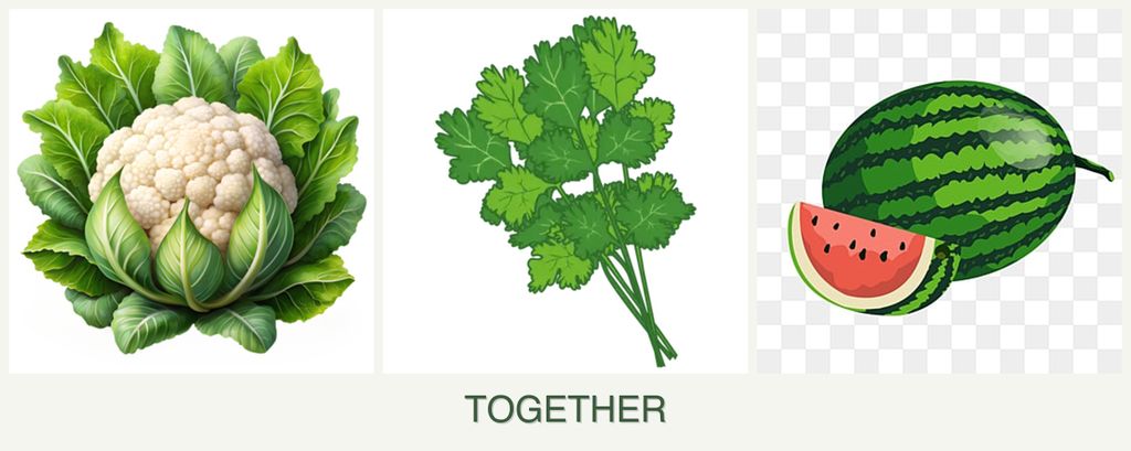 Can you plant cauliflower, cilantro and melons together?