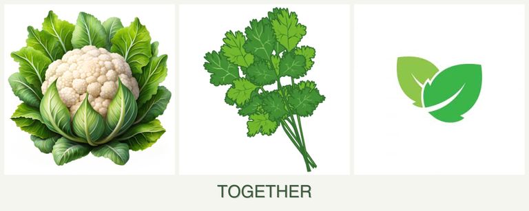 Can you plant cauliflower, cilantro and mint together?