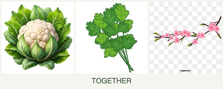 Can you plant cauliflower, cilantro and peaches together?