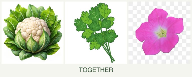 Can you plant cauliflower, cilantro and petunias together?