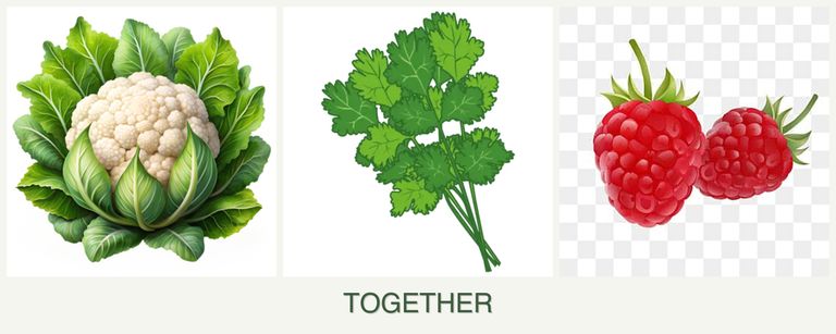 Can you plant cauliflower, cilantro and raspberries together?
