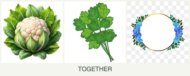 Can you plant cauliflower, cilantro and zinnias together?