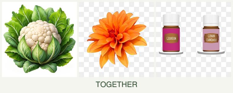 Can you plant cauliflower, dahlias and geraniums together?