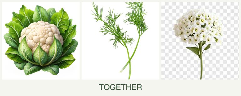 Can you plant cauliflower, dill and alyssum together?