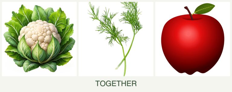 Can you plant cauliflower, dill and apples together?
