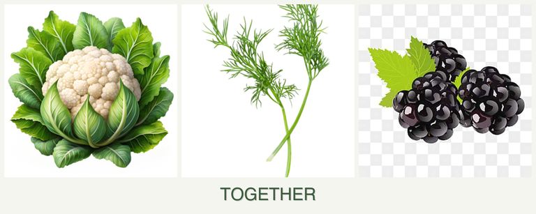 Can you plant cauliflower, dill and blackberries together?