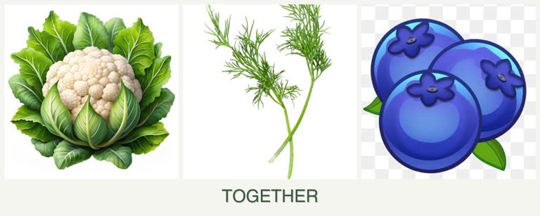 Can you plant cauliflower, dill and blueberries together?