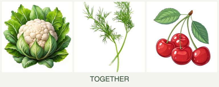 Can you plant cauliflower, dill and cherries together?