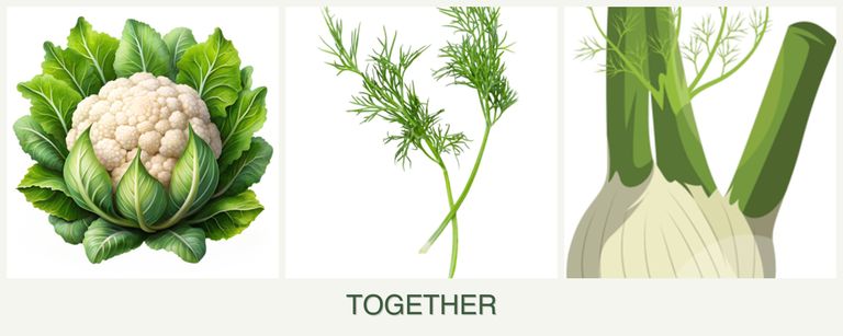 Can you plant cauliflower, dill and fennel together?