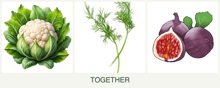 Can you plant cauliflower, dill and figs together?