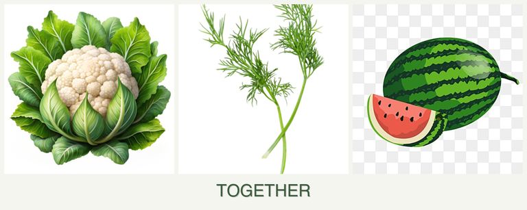 Can you plant cauliflower, dill and melons together?
