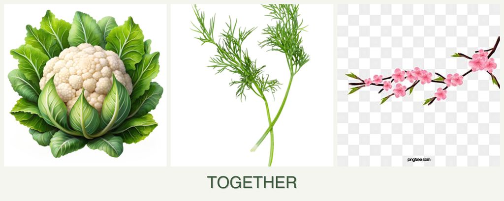 Can you plant cauliflower, dill and peaches together?
