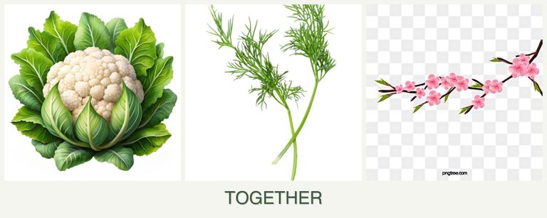 Can you plant cauliflower, dill and peaches together?