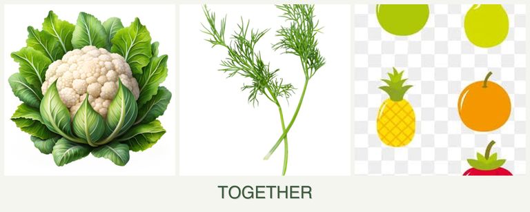 Can you plant cauliflower, dill and pears together?