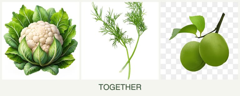 Can you plant cauliflower, dill and plums together?