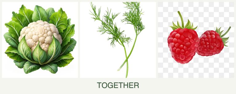 Can you plant cauliflower, dill and raspberries together?
