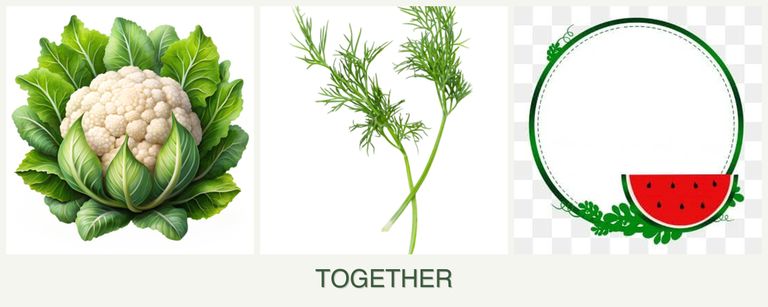 Can you plant cauliflower, dill and watermelons together?