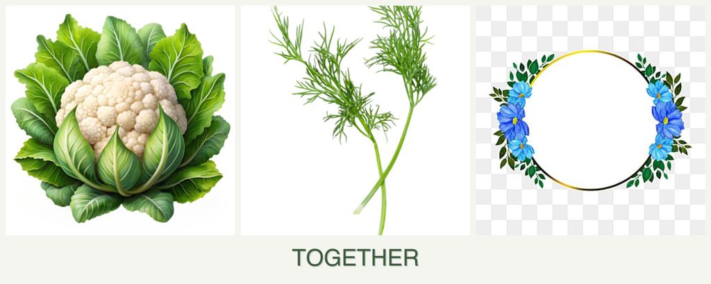 Can you plant cauliflower, dill and zinnias together?