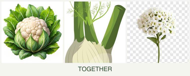 Can you plant cauliflower, fennel and alyssum together?