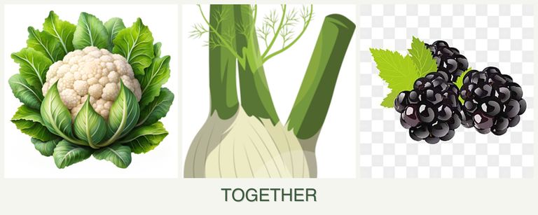 Can you plant cauliflower, fennel and blackberries together?