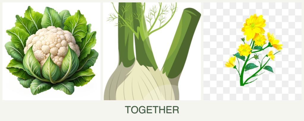 Can you plant cauliflower, fennel and calendula together?