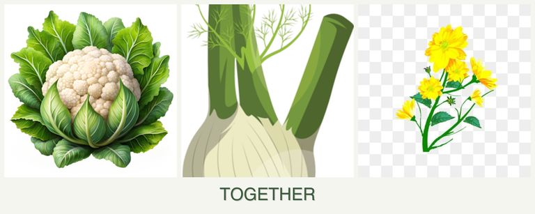 Can you plant cauliflower, fennel and calendula together?