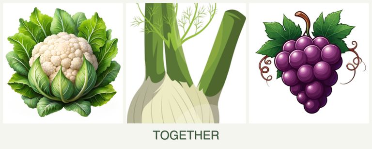 Can you plant cauliflower, fennel and grapes together?