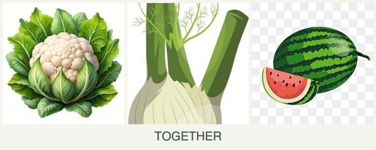 Can you plant cauliflower, fennel and melons together?