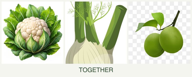 Can you plant cauliflower, fennel and plums together?