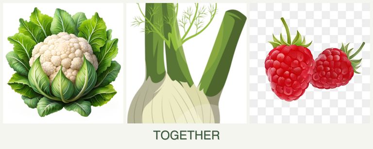 Can you plant cauliflower, fennel and raspberries together?