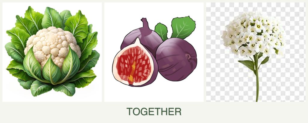 Can you plant cauliflower, figs and alyssum together?