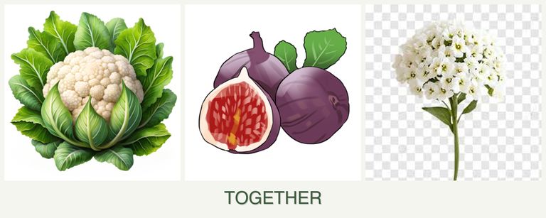 Can you plant cauliflower, figs and alyssum together?