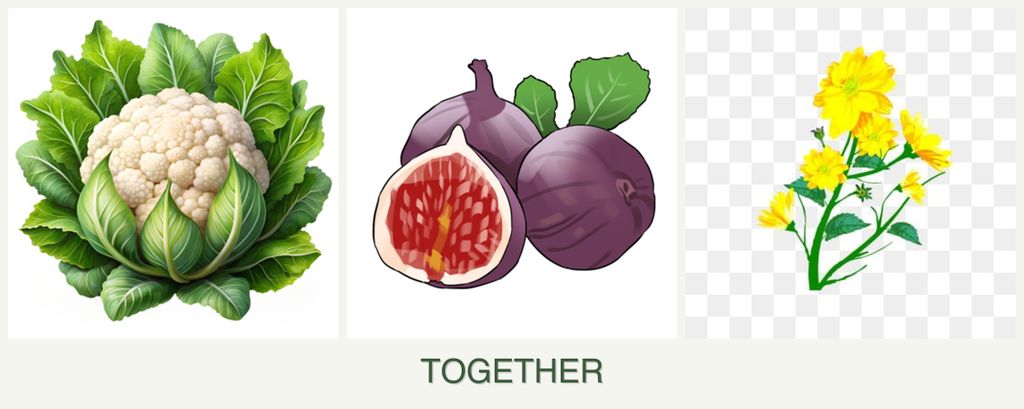 Can you plant cauliflower, figs and calendula together?