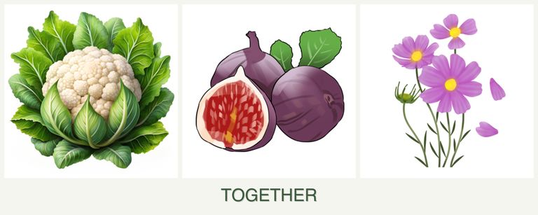 Can you plant cauliflower, figs and cosmos together?