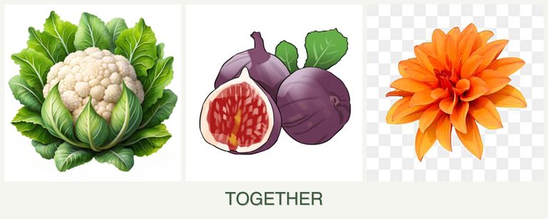 Can you plant cauliflower, figs and dahlias together?