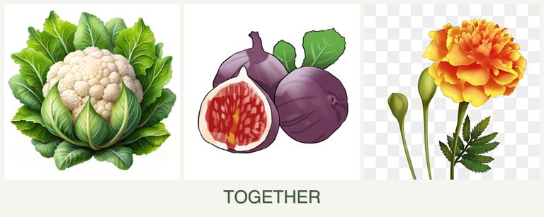 Can you plant cauliflower, figs and marigolds together?