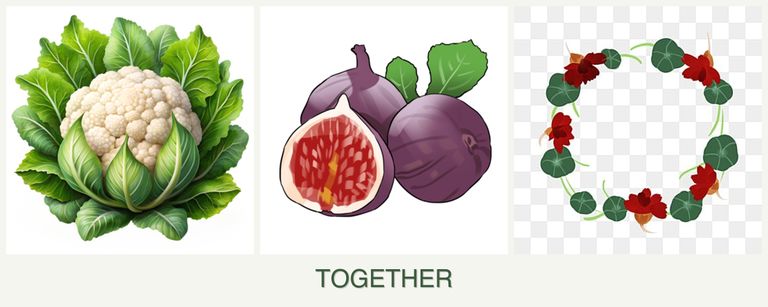 Can you plant cauliflower, figs and nasturtiums together?
