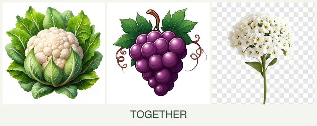 Can you plant cauliflower, grapes and alyssum together?