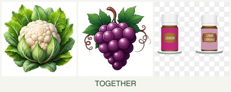 Can you plant cauliflower, grapes and geraniums together?