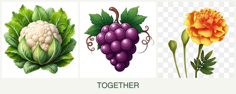 Can you plant cauliflower, grapes and marigolds together?