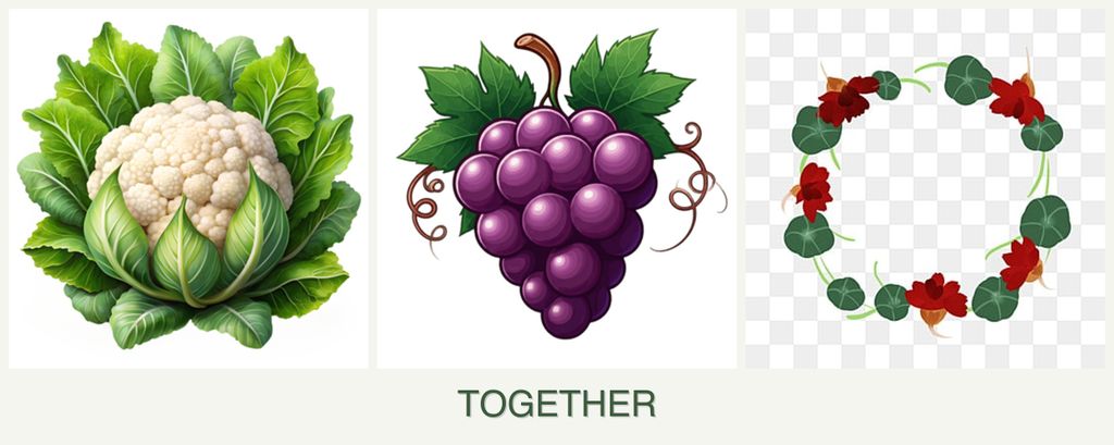 Can you plant cauliflower, grapes and nasturtiums together?