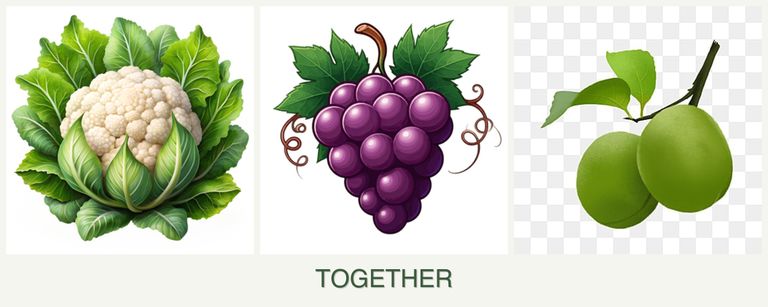 Can you plant cauliflower, grapes and plums together?