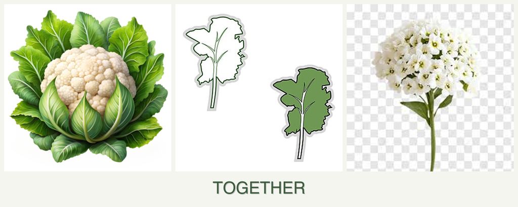 Can you plant cauliflower, kale and alyssum together?
