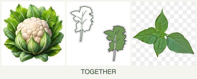 Can you plant cauliflower, kale and basil together?